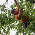 How Tree Care Services Enhance Residential Appraisals In Louisville Homes
