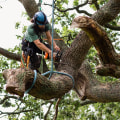 Tree Removal Services: A Smart Investment For Leander Homeowners Seeking Higher Residential Appraisals