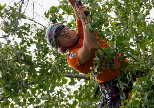 How Tree Care Services Enhance Residential Appraisals In Louisville Homes