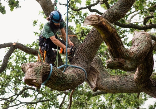 Tree Removal Services: A Smart Investment For Leander Homeowners Seeking Higher Residential Appraisals