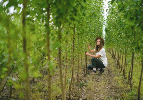 Enhance Home Value with Expert Tree Care in Warminster, PA